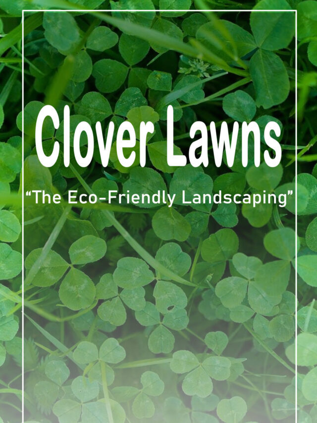 CLOVER LAWNS – THE  Lawns, the Eco-Friendly Landscaping